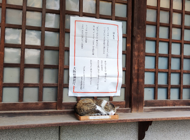 神社の猫