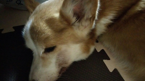 生前最後のパール