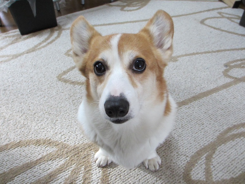 パール