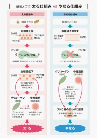 糖質オフでやせる仕組み