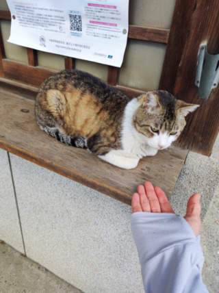 神社の猫