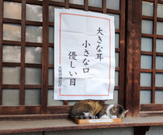 神社の猫