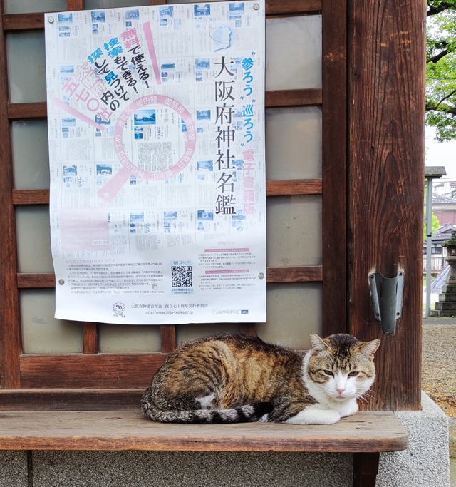 神社の猫