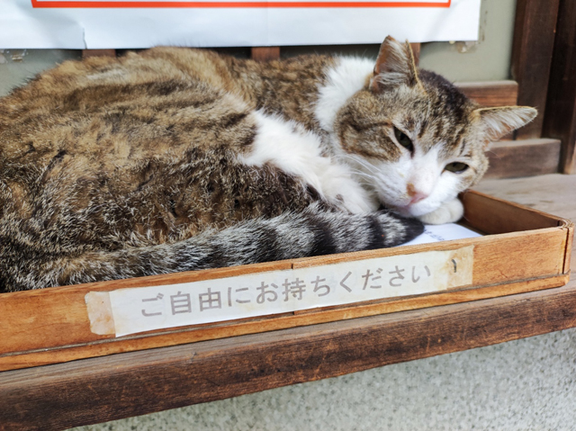 ご自由にお持ちください